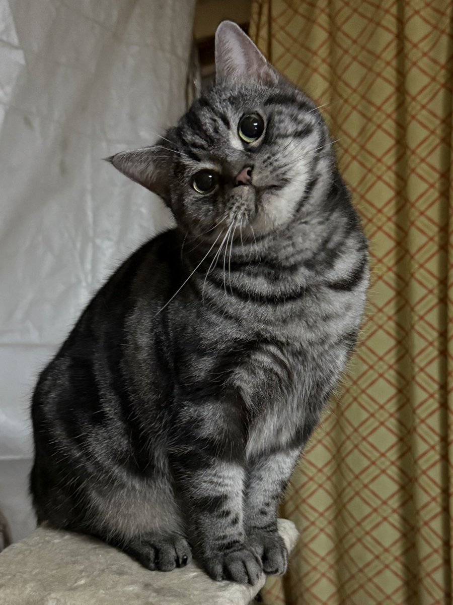 まそっぷ tweet media