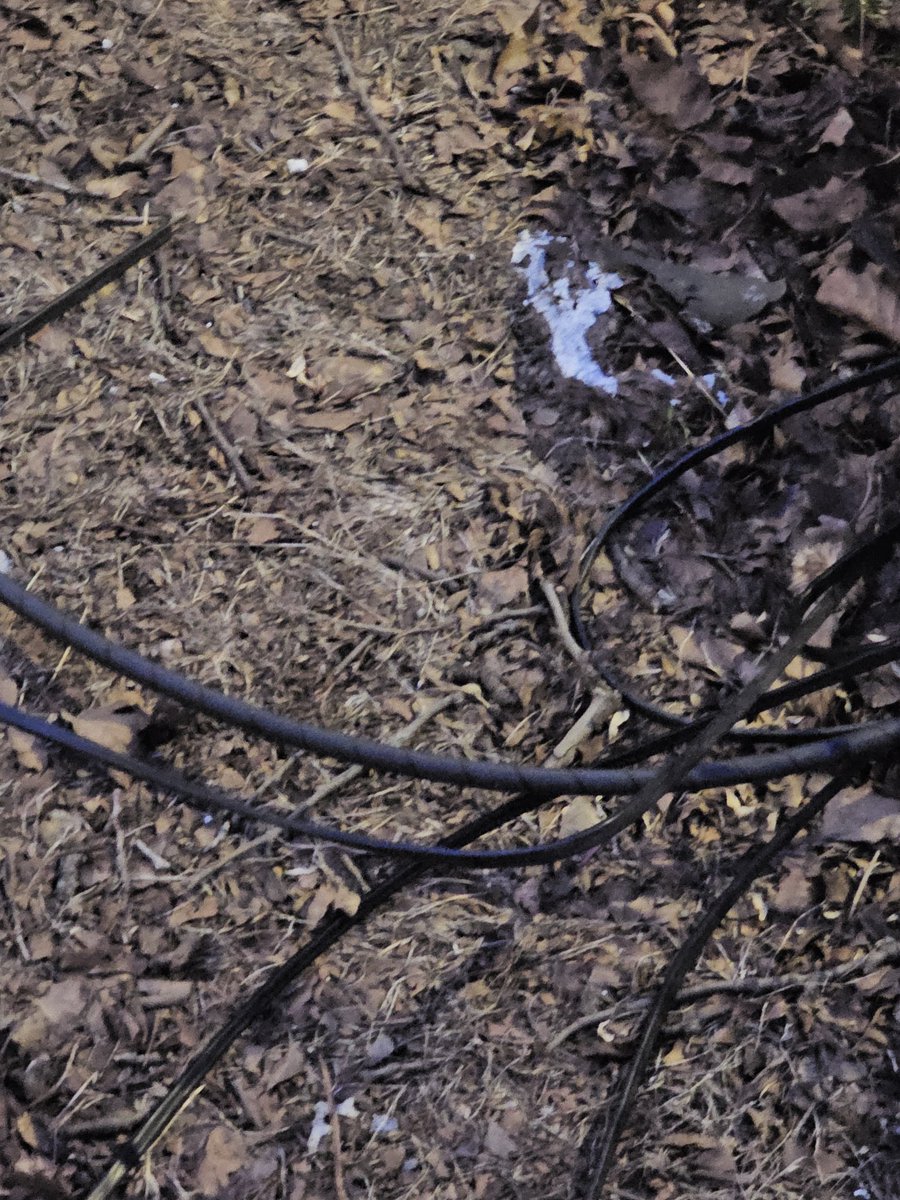 TeamMate Tamiko BB tweet media