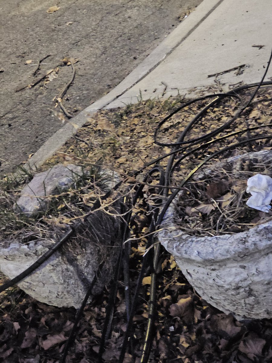 TeamMate Tamiko BB tweet media