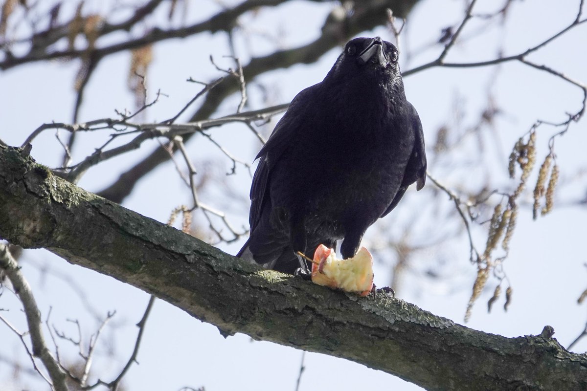 John Ord tweet media