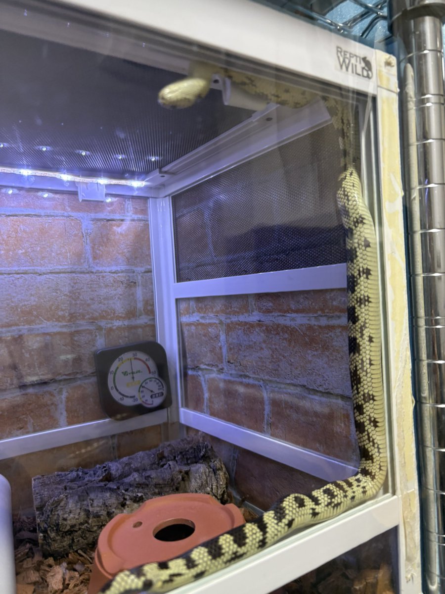 モロッコヨーグルト tweet media