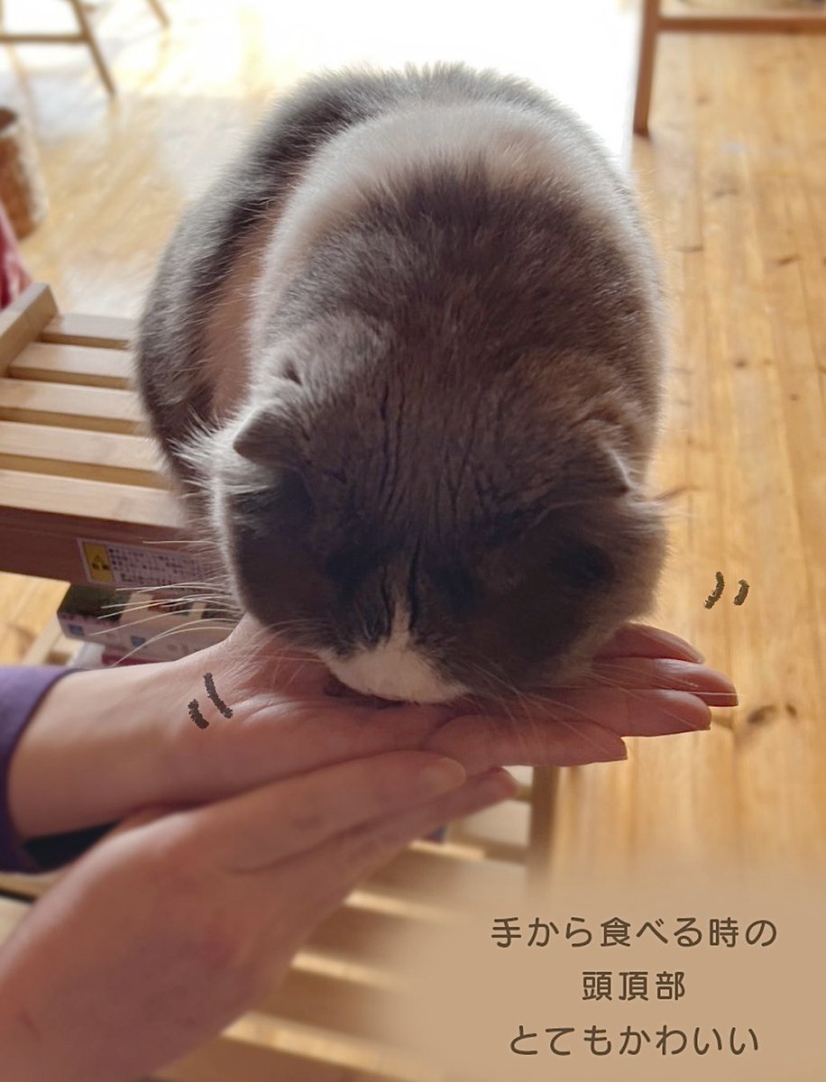 こなつ (@konatsu_tunacan) / Posts / X