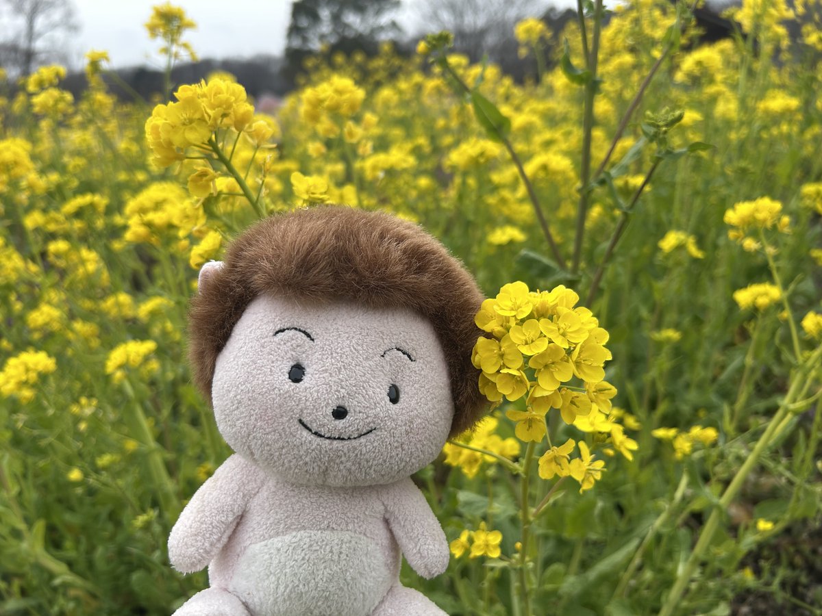 wanpakukouen's tweet photo. なかよし農園では菜の花がきれいに咲いています。

ミツバチたちが美味しそうにミツを吸っていますね。

菜の花はビタミンC、βカロテン、鉄分等が豊富に含まれる栄養価の高い野菜なので、虫たちからも人気なのでしょうか？

みなさんも野菜をたくさん食べて、丈夫で健康な身体をつくりましょう。 https://t.co/KSFj05XsKS