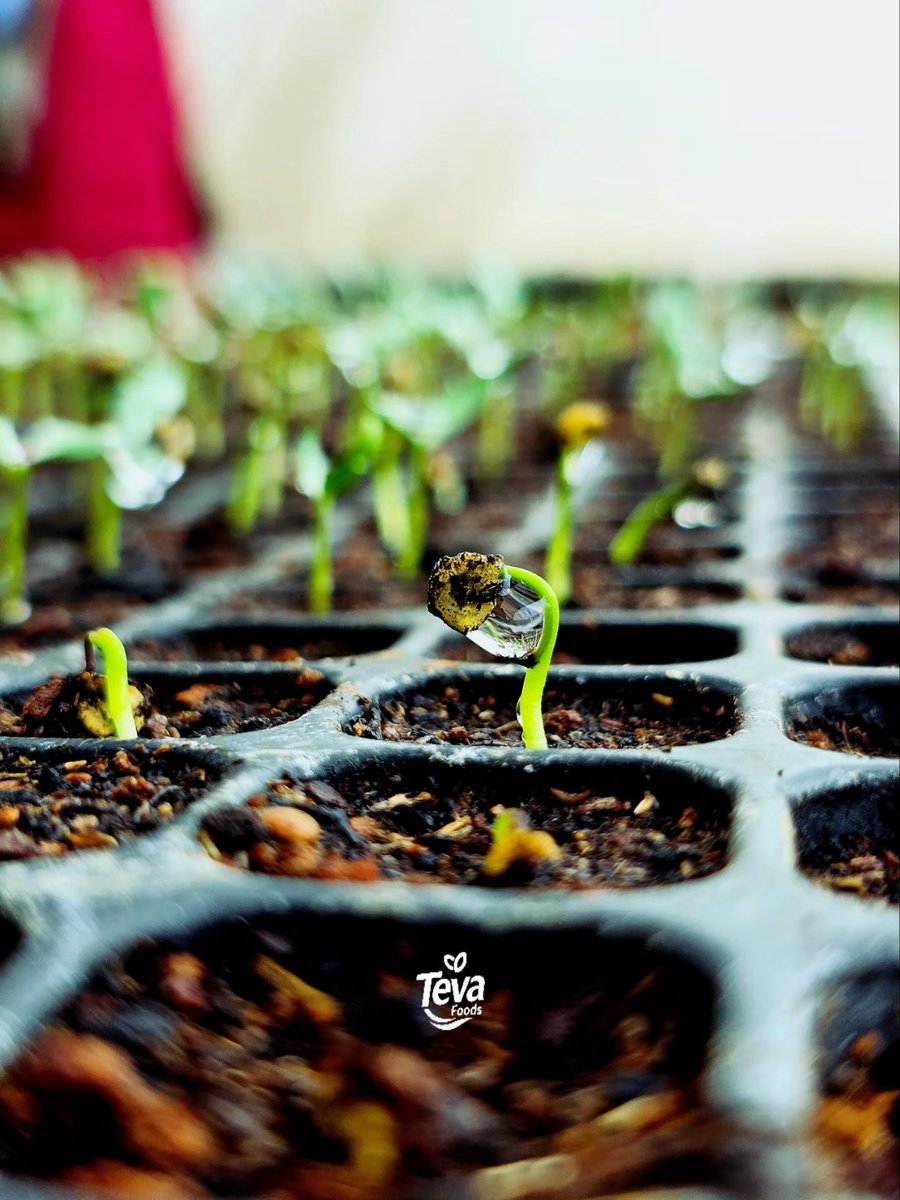 Teva Foods tweet media