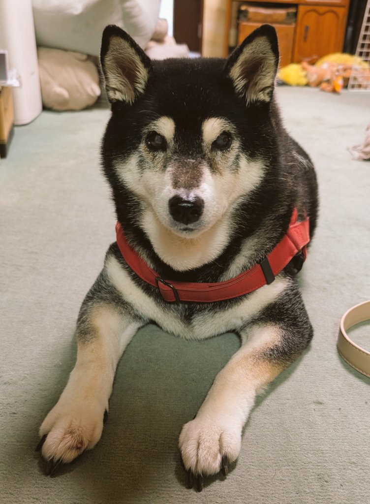 浅木愁太@あずき母 tweet media