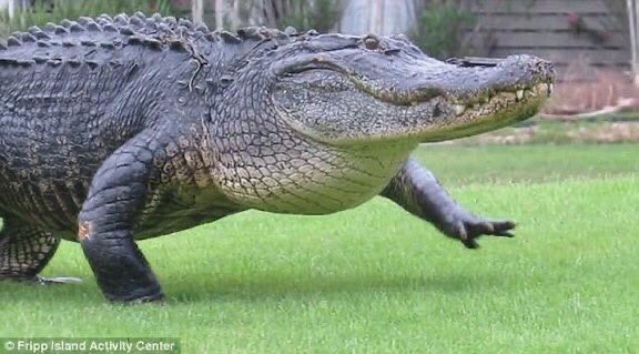 ヒラヌル tweet media