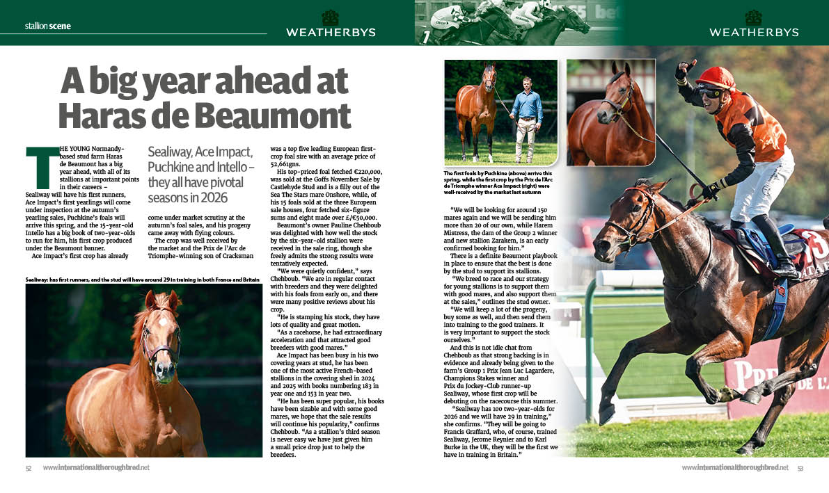 International Thoroughbred tweet media