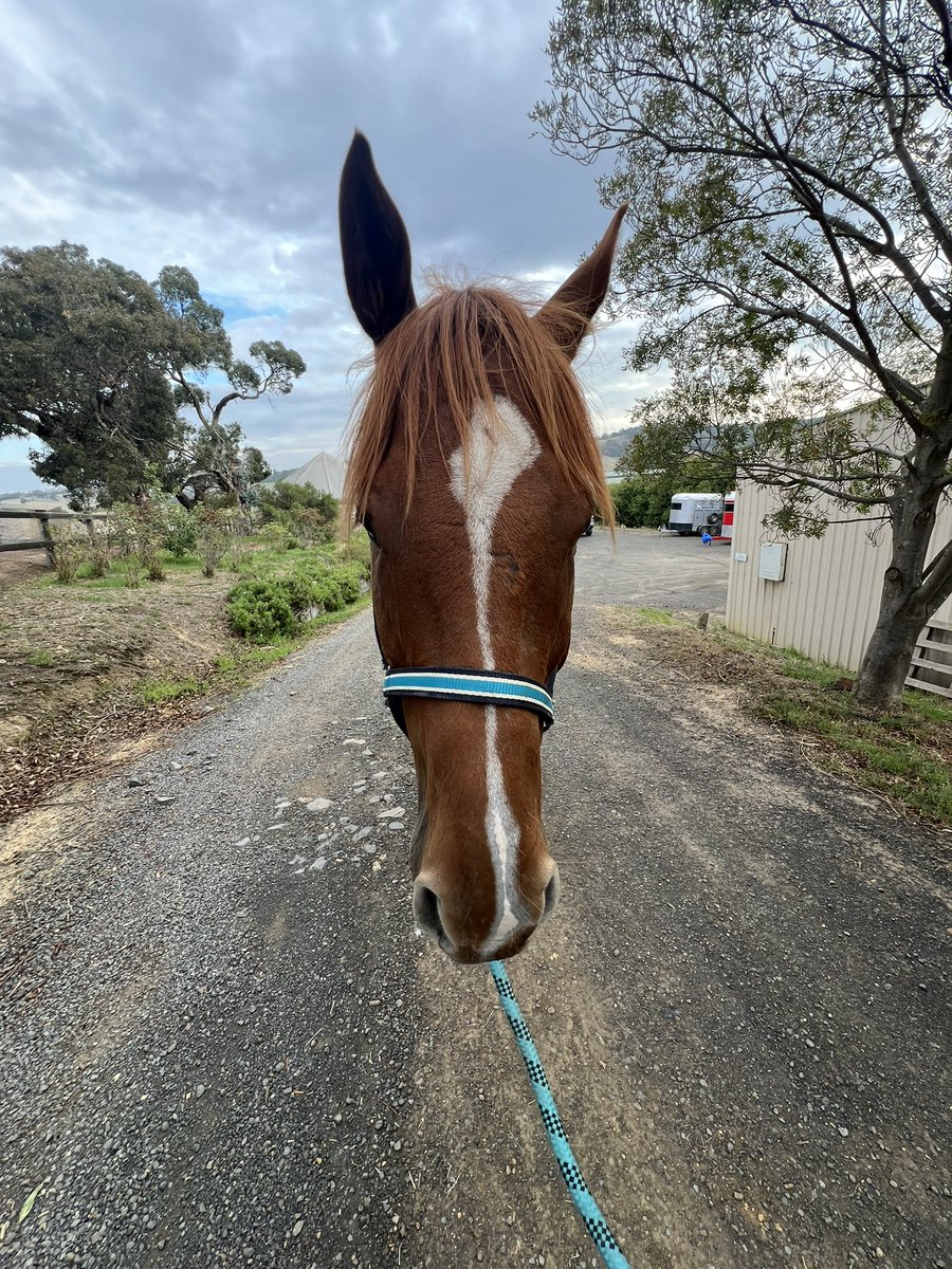 Lunar & Sunny 🐴 tweet media