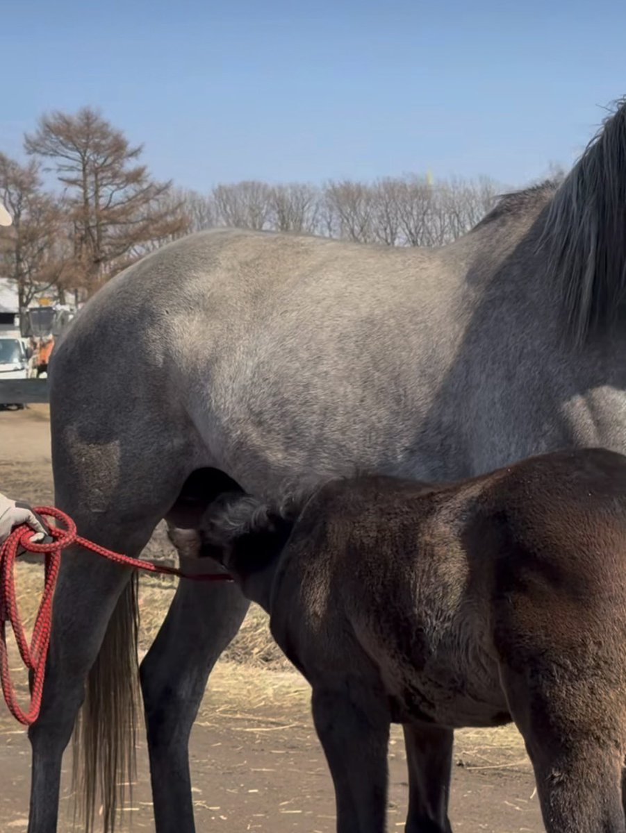 𝐇𝐈𝐑𝐎𝐊𝐈𝐍𓂃 ✴︎ tweet media