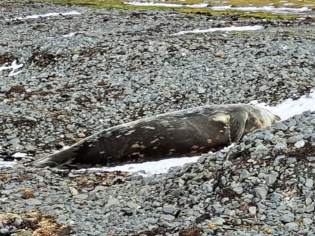 not reservoir dog tweet media