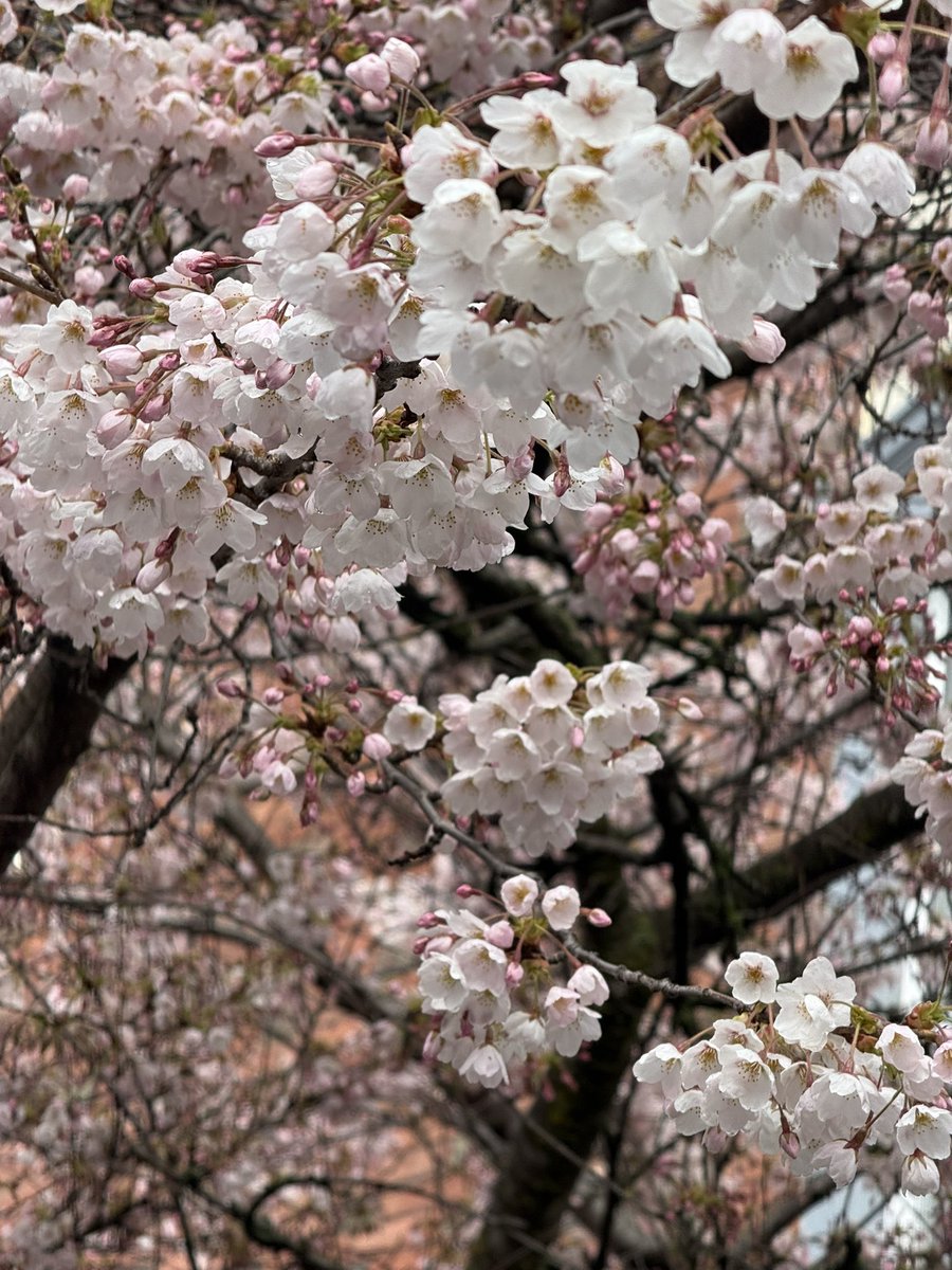 🇨🇦 Jean Paetkau 📕 tweet media