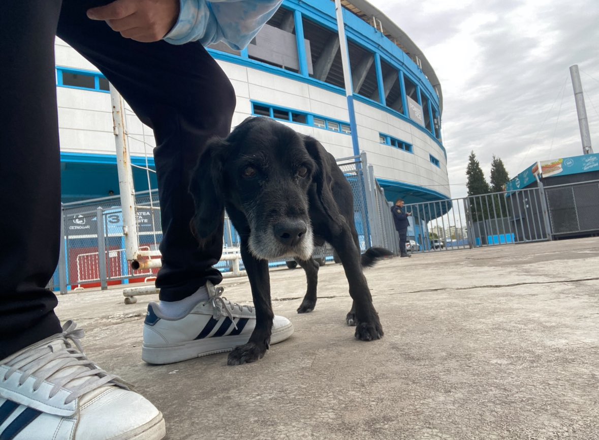 😢💔 DOLOR EN #RACINGCLUB.

Esta mañana encontraron fallecido a “Negro” un histórico perro que paraba en la cancha de la “academia”. 

Desde todo #River enviamos condolencias y esperamos que Diego Milito le brinde el homenaje correspondiente.