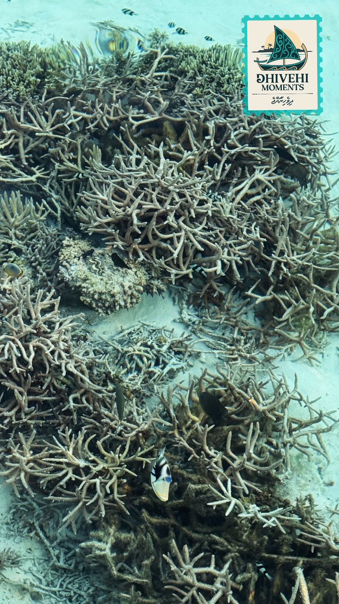 Picasso fish said “woke up like this.” I believe it. <a href="/dhivehinsurance/">Dhivehi Insurance</a> #DhivehiMoments #DhivehiInsurance