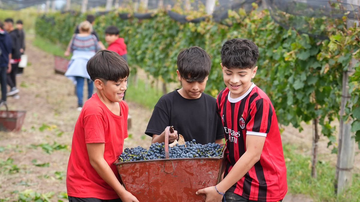 Mario Abed tweet media