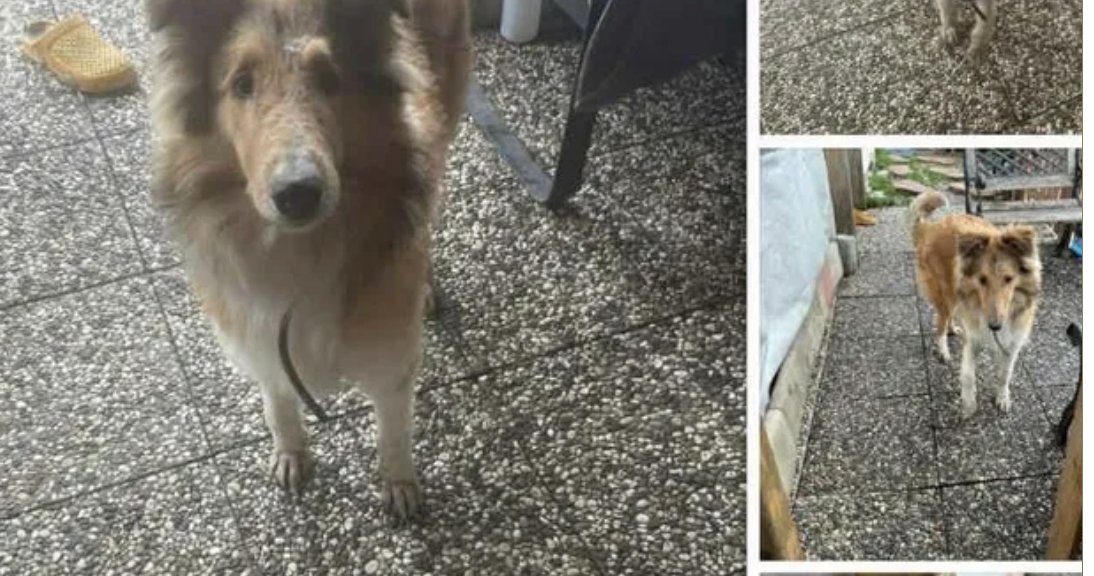 Stephanie Presdee tweet media