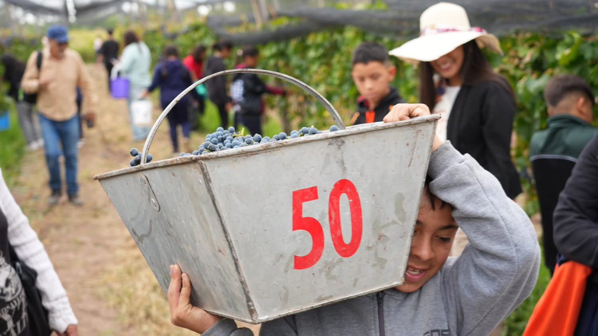 Mario Abed tweet media