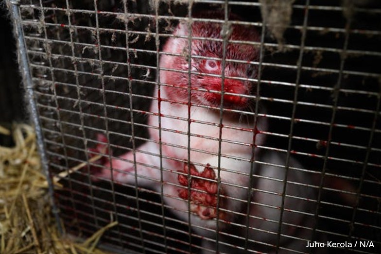 Humane World for Animals UK tweet media