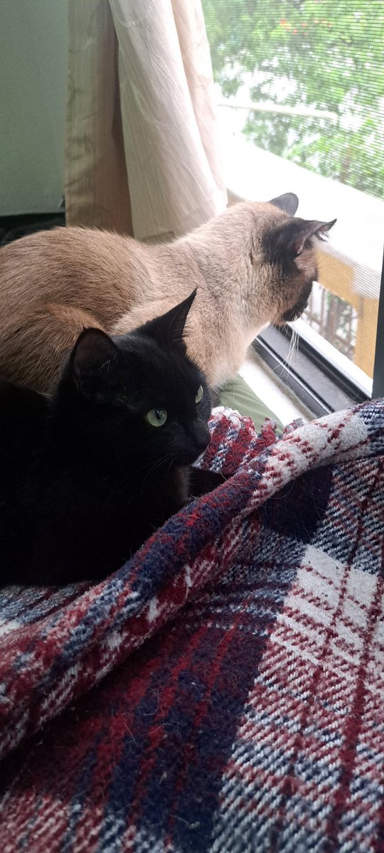 NC1811_x tweet media