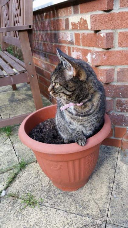 Peter Glaser tweet media