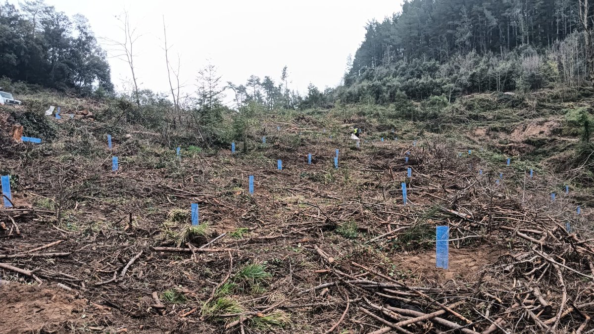 Cooperativa Forestal tweet media