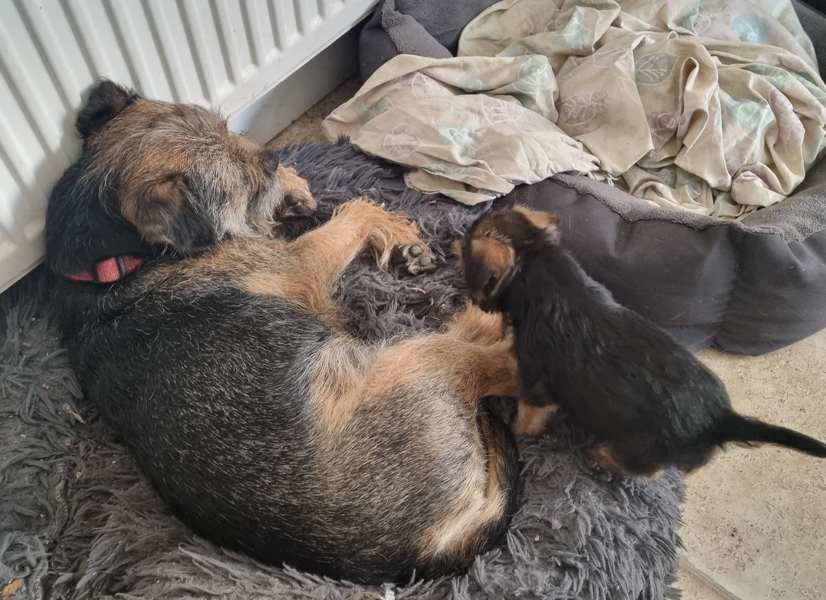 Nipper_BorderTerrier tweet media