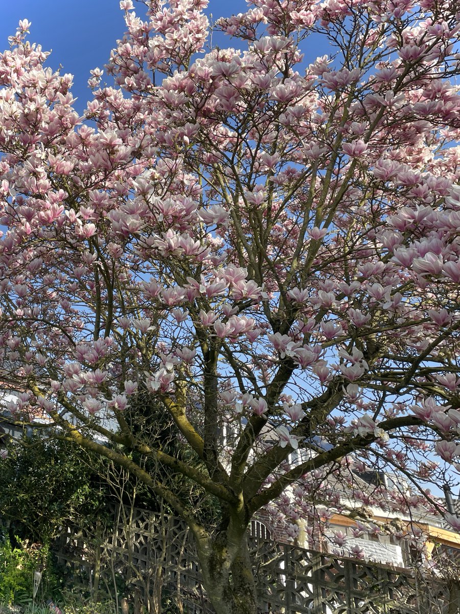 Mama van NoaTweet tweet media