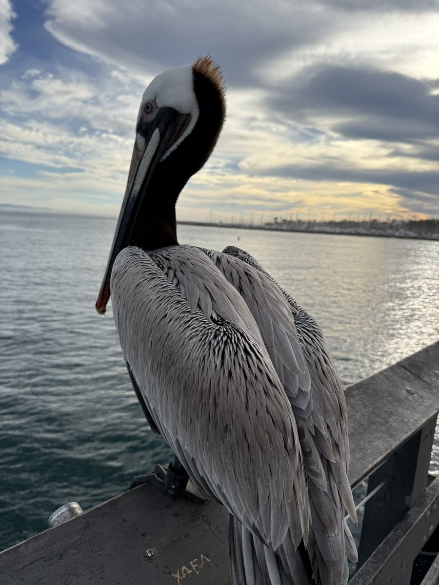 cryptorockstar tweet media