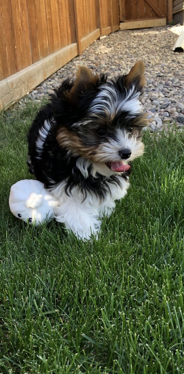 Cory & Gio 🐾🇨🇦 tweet media