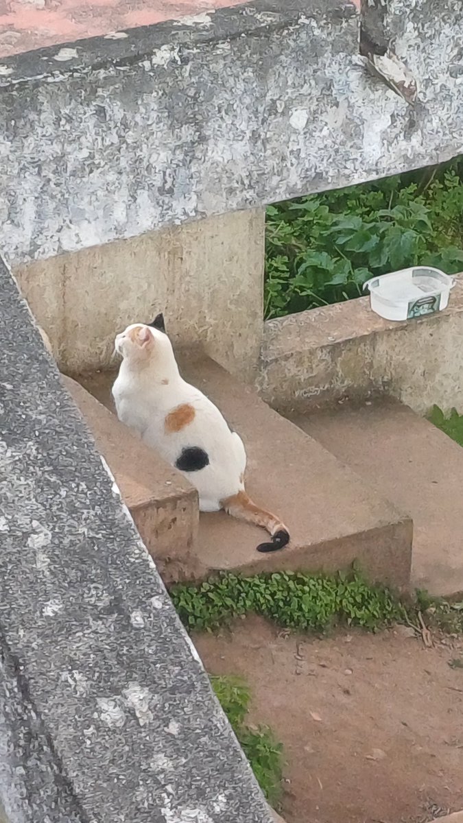 EnclaveEmily tweet media