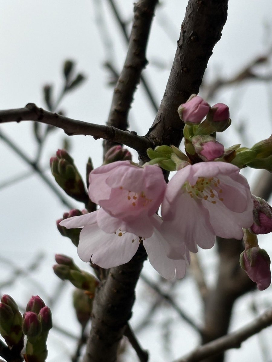 今日は東京のソメイヨシノの開花日とのこと。工房のユウテンザクラも咲きました！曇天でグレーバックですが、優しいピンク色が可愛らしいです。