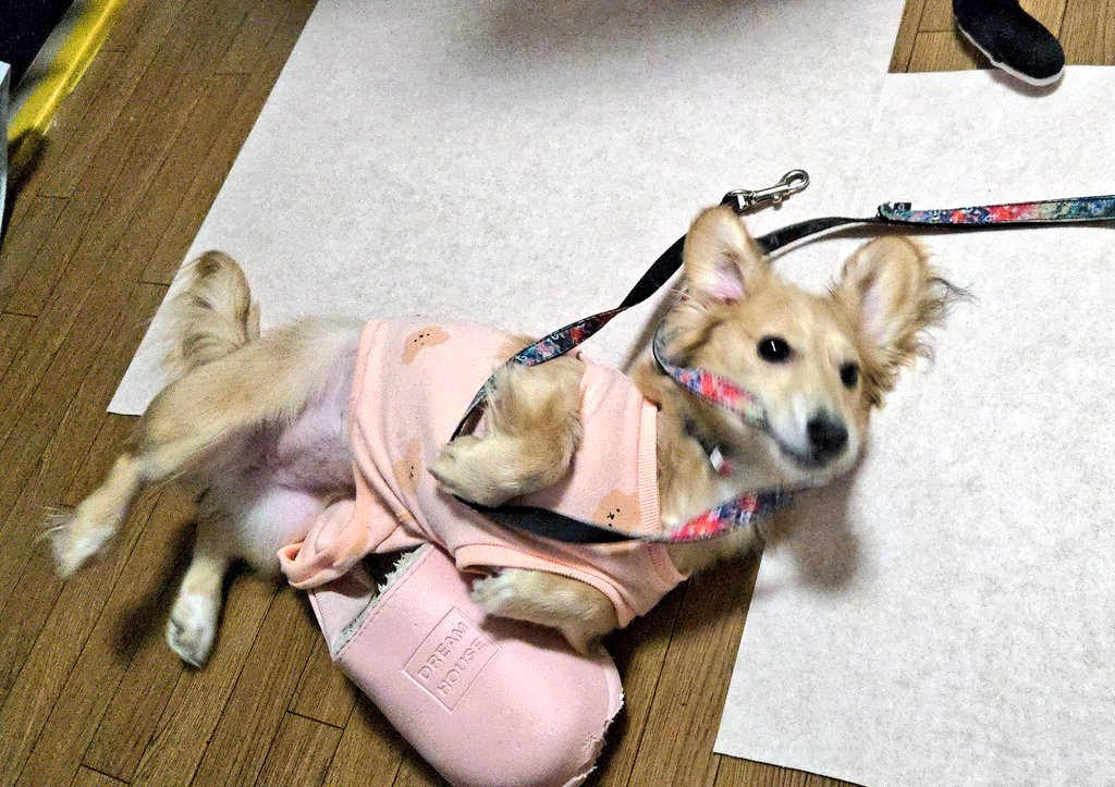 みうさん、お散歩に行くとすぐ止まる。歩いては止まる。匂い嗅ぐ。人が通るとその人について行こうとする。そして他の犬に吠えられても全く動じない。歩いたかと思うとまた戻る😂通りすがりのお兄さんが気に入ったみたいでまた戻る😅それに気付いたお兄さんが笑ってくれたので、→