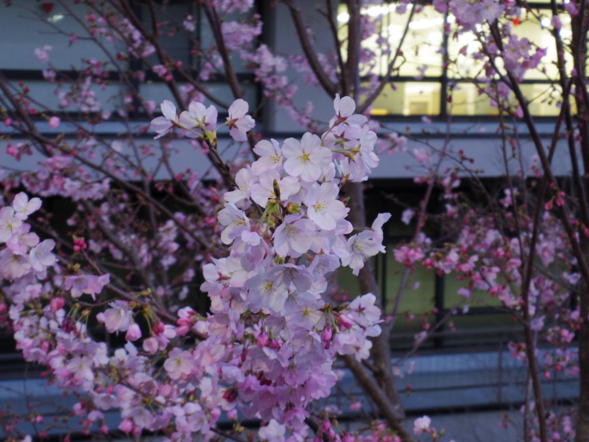 toseibito's tweet photo. 国会図書館前の桜を愛でる。
七分咲きくらいか？

#キリトリセカイ
#ファインダー越しの私の世界
#写真好きな人と繋がりたい
#自律神経失調症
#パニック障害
#暴露療法
#lifeisrhythm
#dayinthelife
#photooftheday
#PENTAX
#QS1
PENTAX Q-S1 https://t.co/uA3qIOgYL0