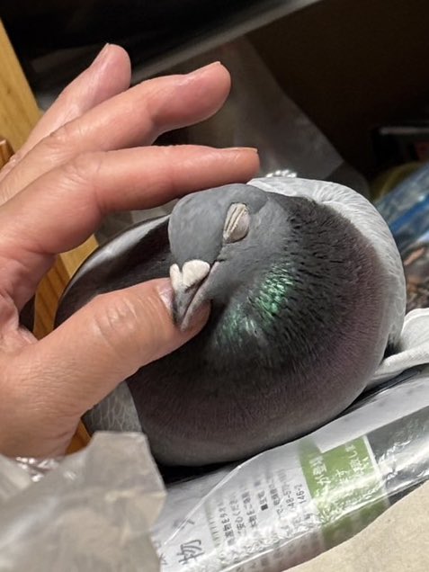 ろざんな@鳩のガムですが… tweet media