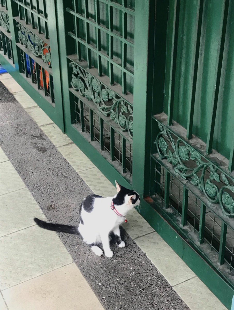 베짱이 tweet media