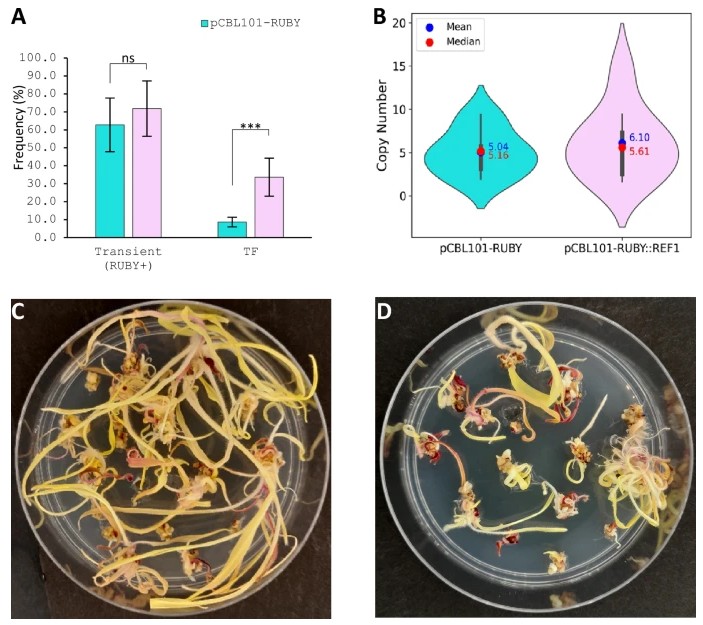 Plant Cell Reports tweet media