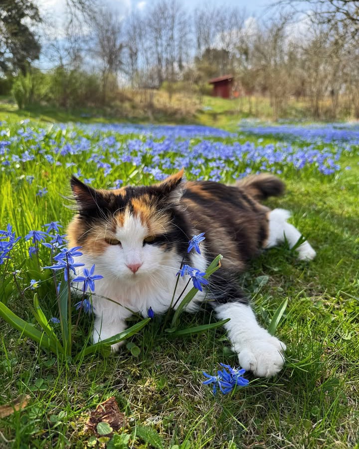 𝑝𝑢𝑟𝑒 tweet media