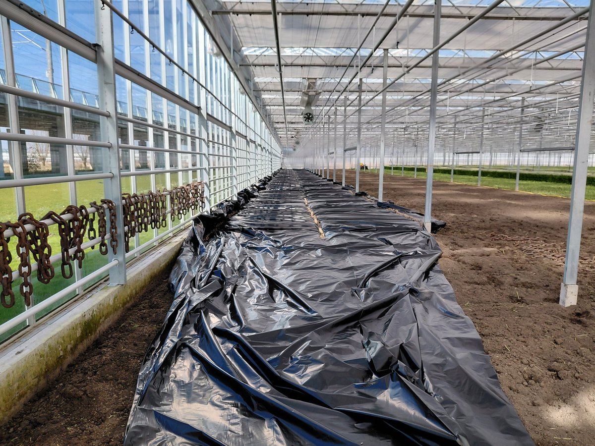 Kees van Egmond 🌼 tweet media