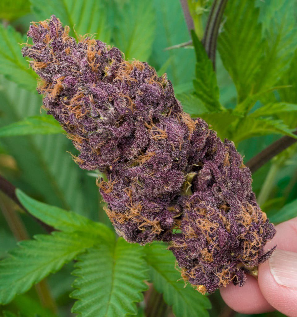 Zen Garden Weed tweet media