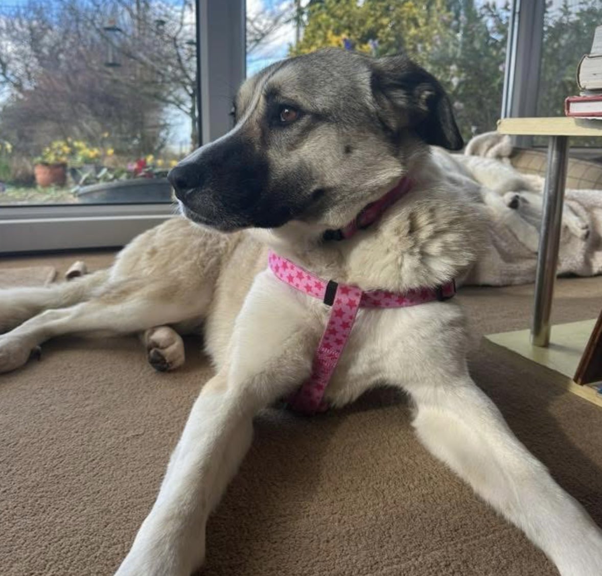 Rosie Doc tweet media