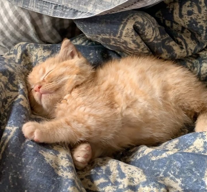 𝒆𝒍𝒚𝒓𝒂 tweet media