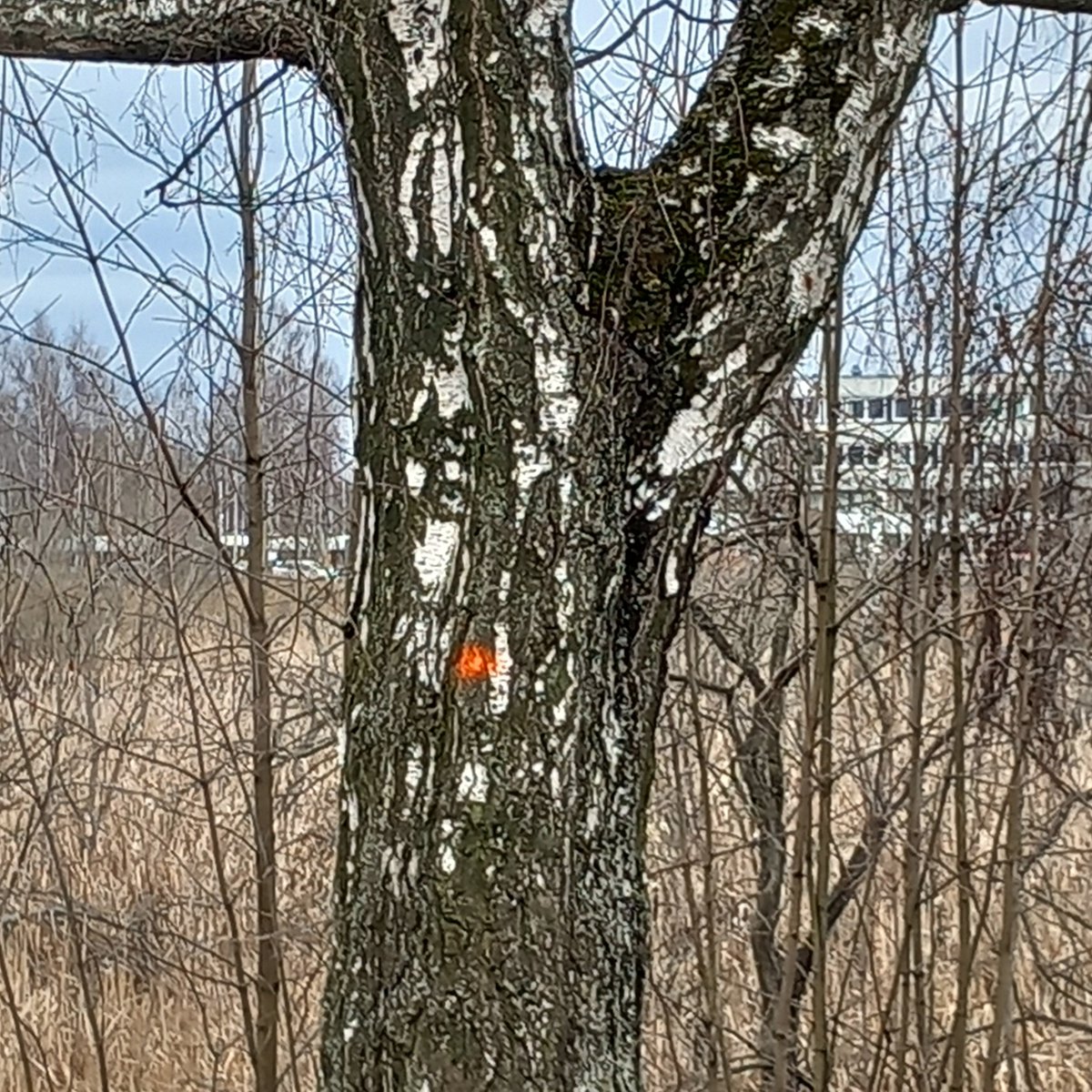 ARagaste's tweet photo. Oi, oi, skatoties kā viens vīriņš uz Torņakalna stacijas bērziem vienam pēc otra pūš virsū krāsu punktus, palika jocīgi. Ceru, ka tas tikai nozīmē, ka tie nav nocērtamo sarakstā... 🤔 https://t.co/VxaUmeYnjU