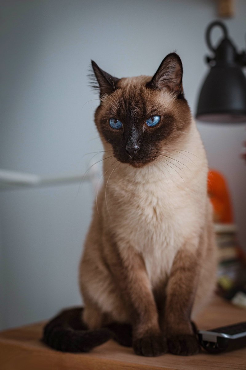 маленькая мышь в уютной норке tweet media