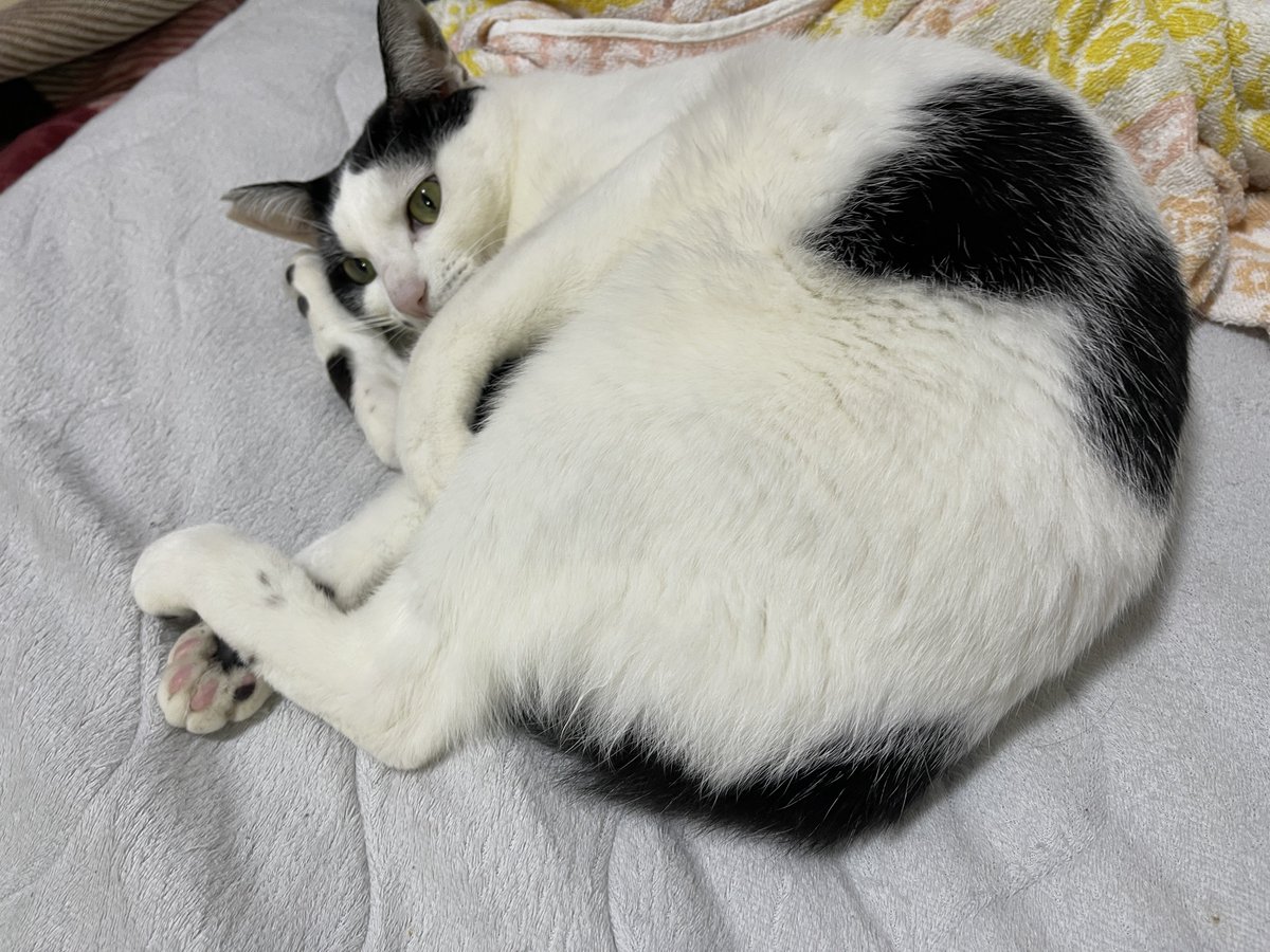 勇者ロボ建造Vtuber　華姉（かあね）りあん / ロボット建造師 石田賢司 tweet media