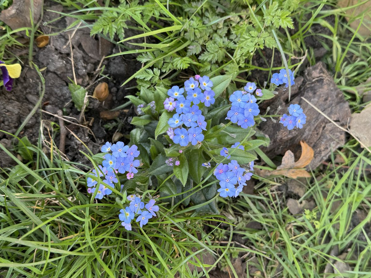 Barbara Vick (Ennis CBE OTRB 8 February 2023) tweet media