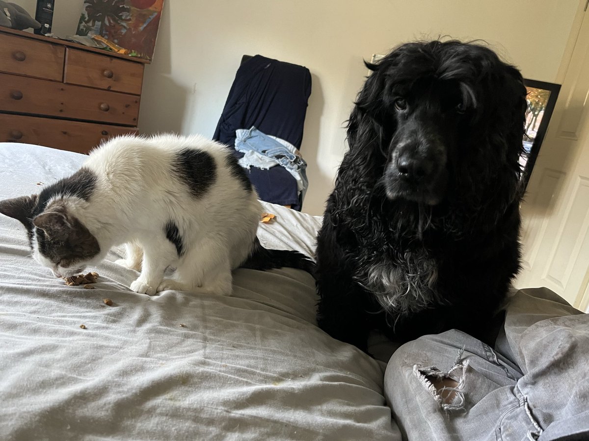 victor calver🐾 🤍💛💙 tweet media