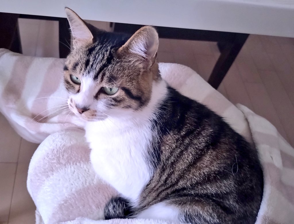 🐾KOZUE🐾 tweet media