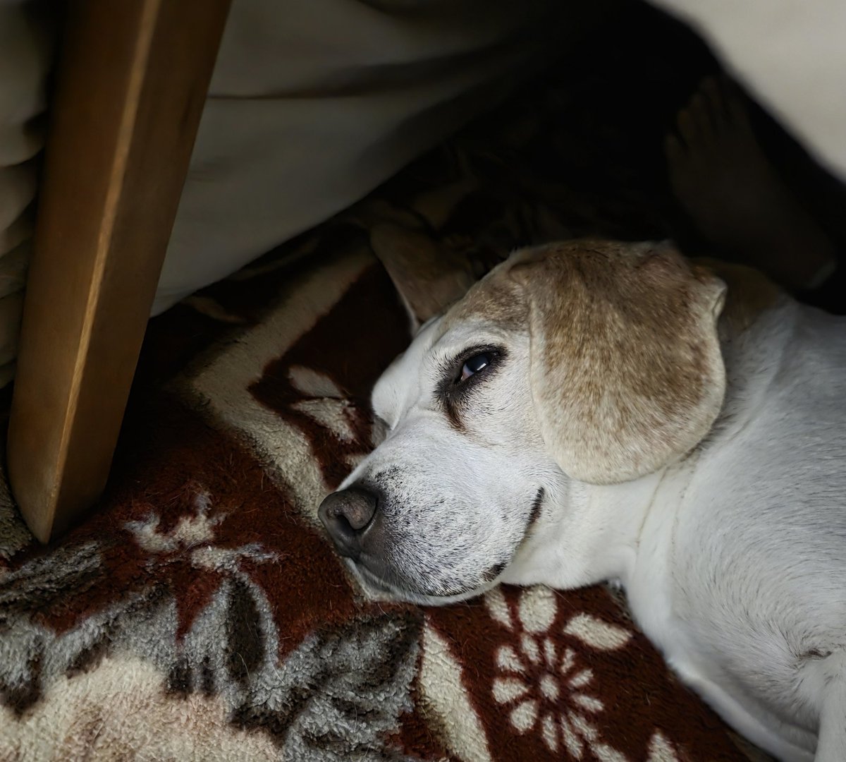 れいん tweet media