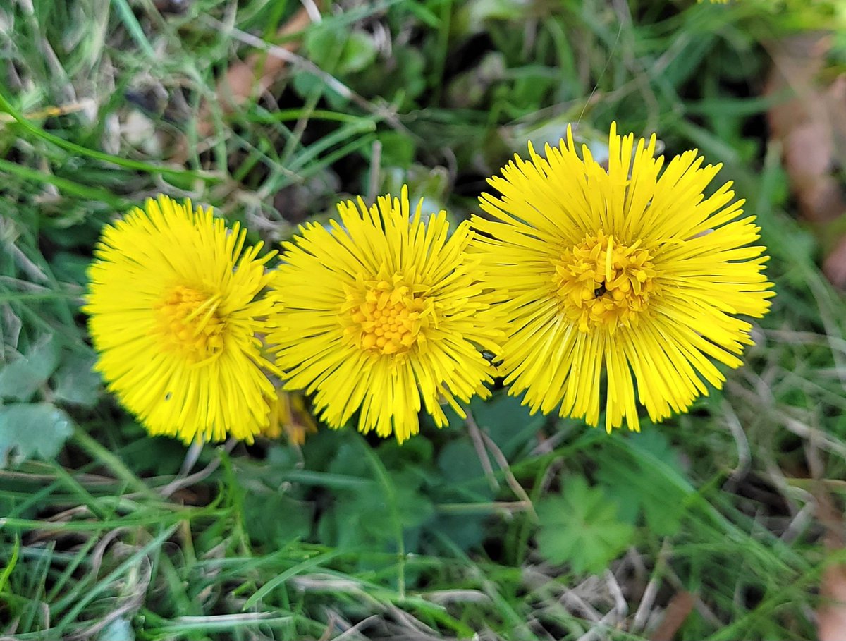 Nature Corner tweet media