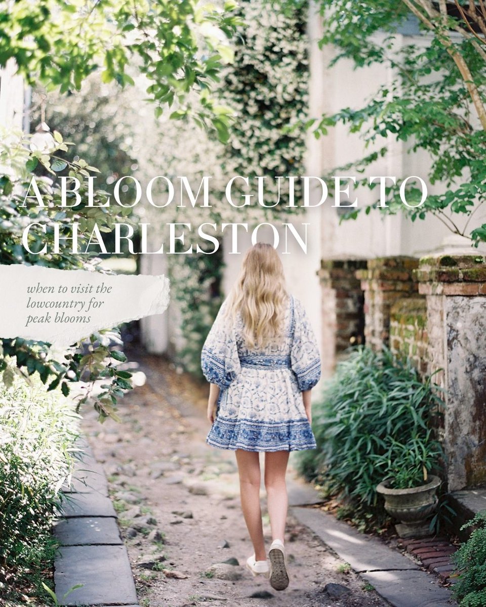 Explore Charleston tweet media