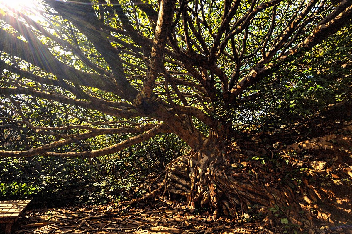 outside (CGsTrip) tweet media